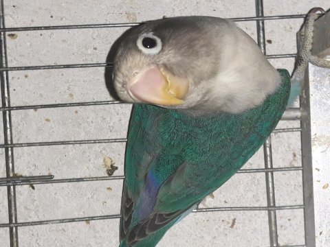 Alıştırmalık sevda papağanı