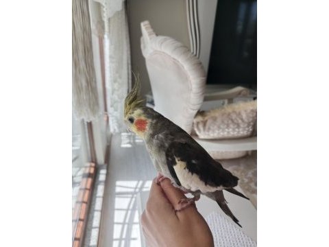 Sultan papağanı 6 aylık