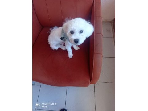 Sahiplendirme maltese