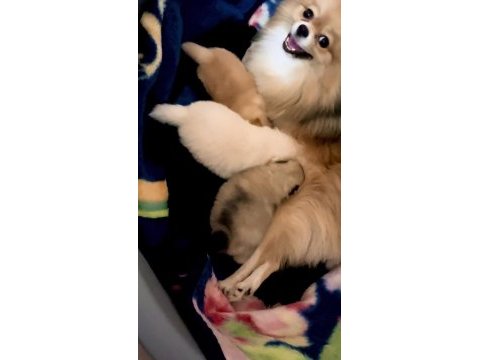 Orjinal ayı surat pomeranian boo
