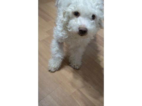 Beyaz maltipoo