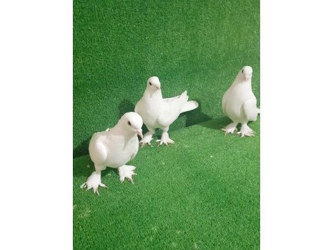 3 adet beyaz güvercin