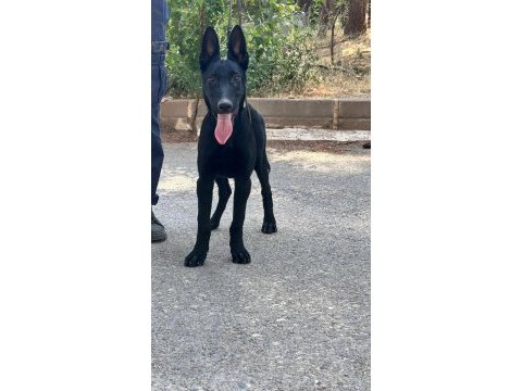 A kalite belçika kurdu