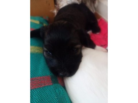 2 aylık erkek terrier