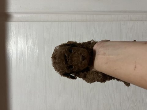 Kore kan toy poodle erkekler