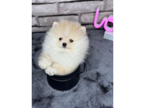 Pomeranian boo