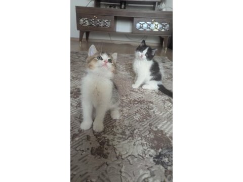 British shorthair bicolour 16 eylül doğumlular