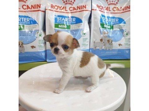 Dünya tatlısı chihuahua yavruları