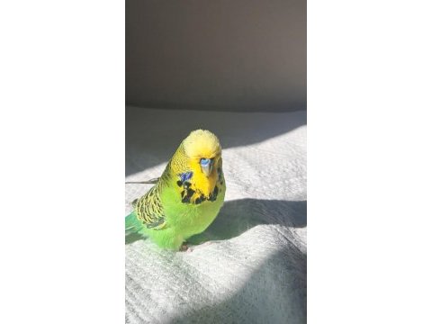 Aslan gibi bilezikli jumbo muhabbet kuşu