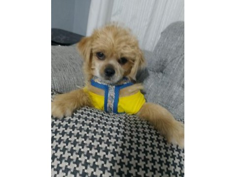 Baba pekinez anne terrier kızımız 4 aylık