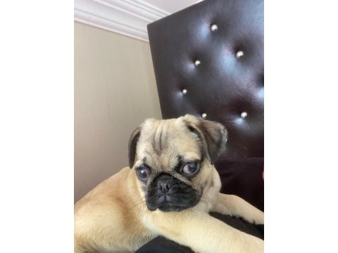 A kalite pug mops