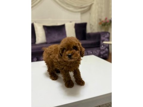 Baby face toy poodle yavrumuz