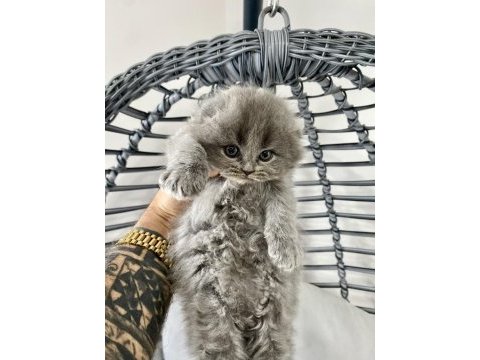 Saf kan ırk scottish fold tüm türkiye getirme şansımız var