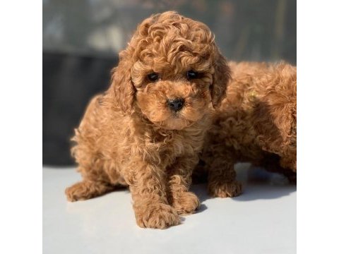 Toy poodle yavrular (red, red brown, silver, siyah, apricot)
