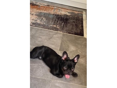 Minik french bulldog