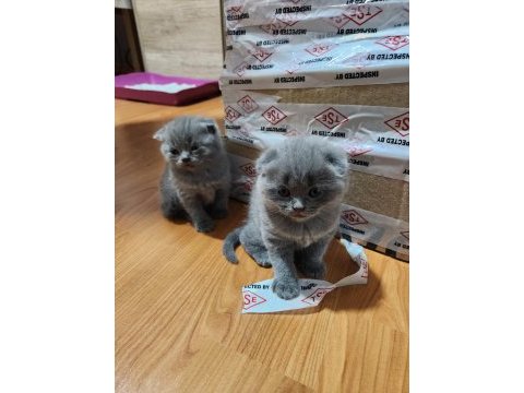 Scottish fold safkan yavrular