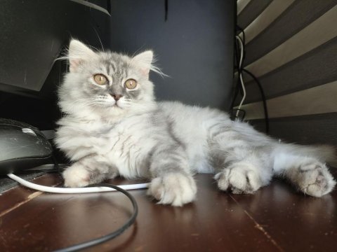 Dünyalar güzeli 3 aylık scottish fold longhair