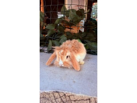 Safkan hollanda teddy lop tavşan yavrular