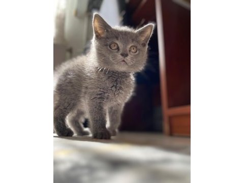 3 aylık british shorthair