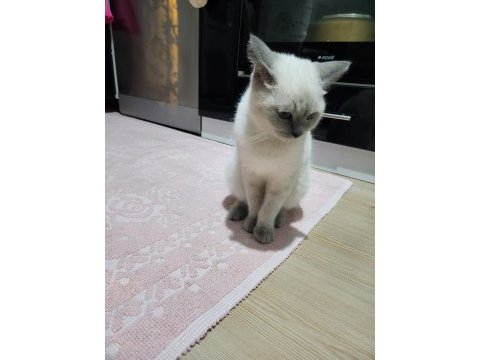 6-7 aylık british shorthair