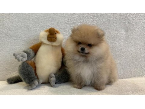 Orange pomeranian boo