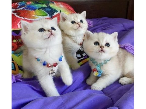 Brıtısh shorthair yavrular