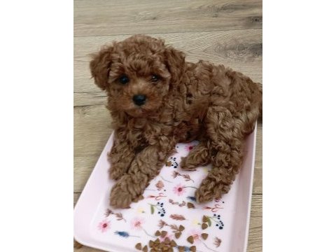 Toy poodle ırk garantili köpekler