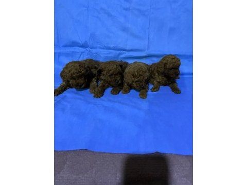 Dişi ve erkek toy poodle yavruları