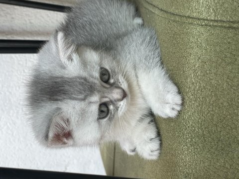 British shorthair yavrularımız hazır
