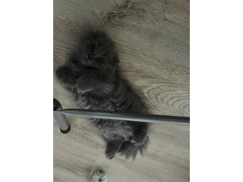Scottish longhair ve british longhair yavrularımıza yuva