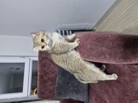 Golden british shorthair kısır kedi ücretsiz
