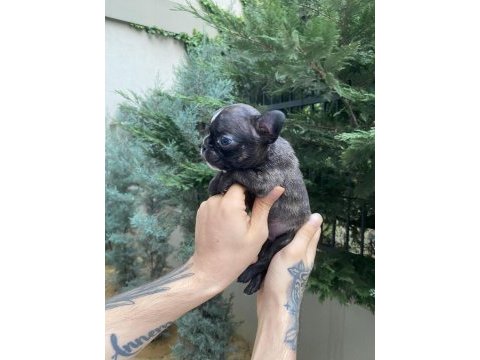 A+ kalite french bulldog yavrularımız