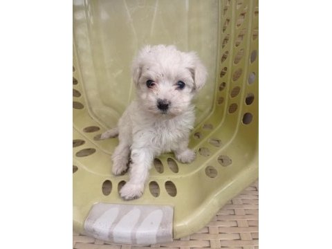 Minyatür boy maltese yavrular