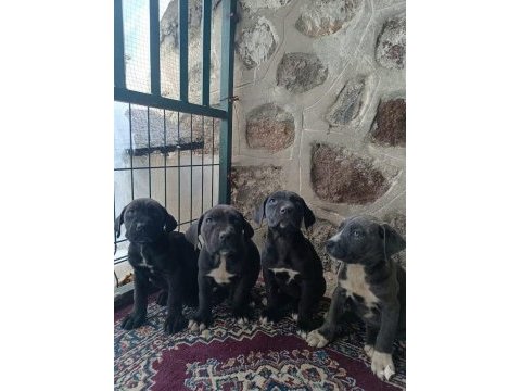 Cane corso yavruları