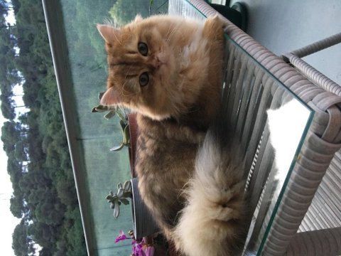 İkisi 4 diğeri 9 aylık üç british longhair