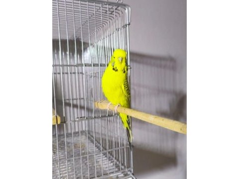 Jumbo dişi muhabbet kuşları