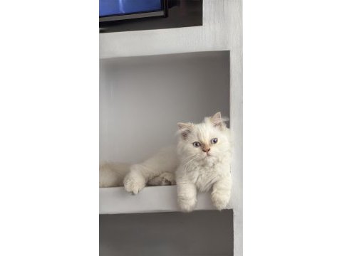 Uysal 5 aylık yavru erkek