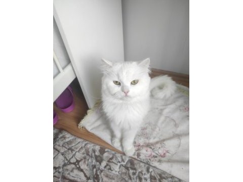 1 yaşında erkek british longhair