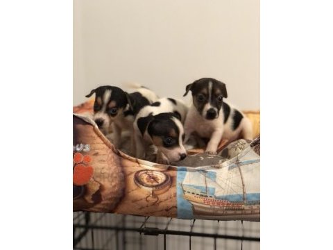 Her renk her desen sıfır boy uygun jack russell