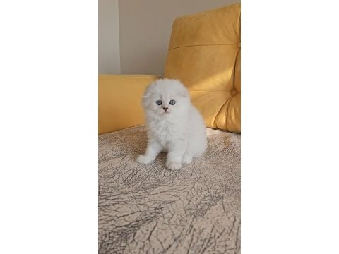 2.5 aylık anne baba şecereli british longhair yavrular