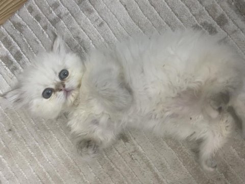 Dişi beyaz 2 aylık british longhair oyuncu prenses