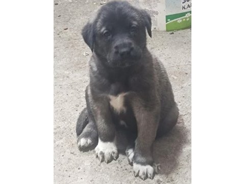 Karakırçıl yavru köpekler