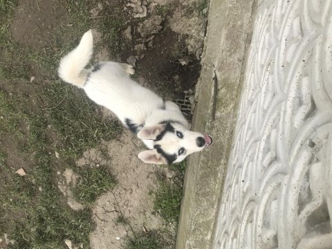 Orjinal husky safkan