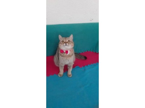 Black golden british shorthair prenses