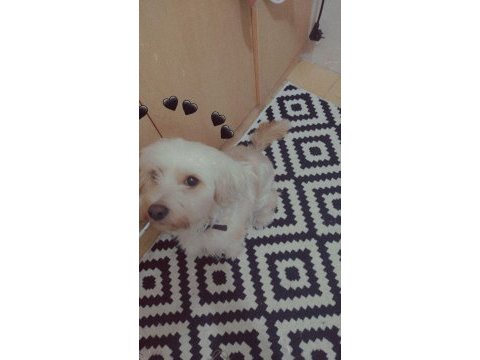 Terrier 1 aylık yavru