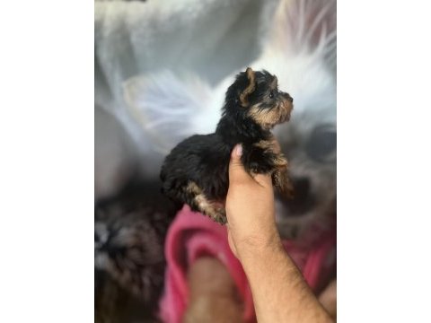 Yorkshire terrier bebekler