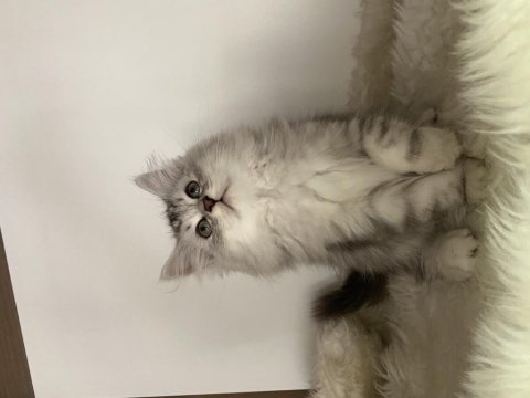 Özel ayı surat british longhair yavrularım safkan orjinal