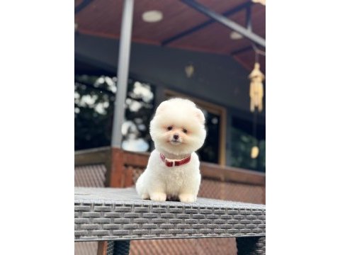 Sağlık ve ırk garantili pomeranian