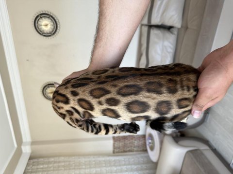 Saf kan bengal