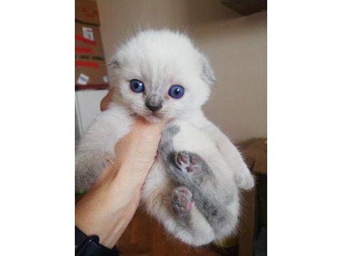 Scottish fold 2 aylık yavrular verilmeye hazır